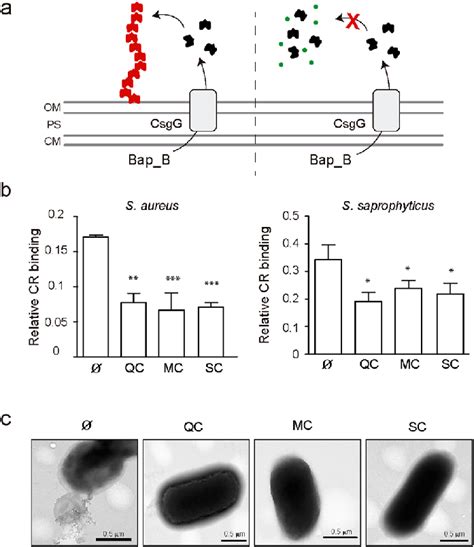 Assembly Of Bap B Using The Curli Dependent Amyloid Generator C Dag