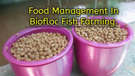 Food Management In Biofloc Biofloc Fish Farming Biofloc In Bengali