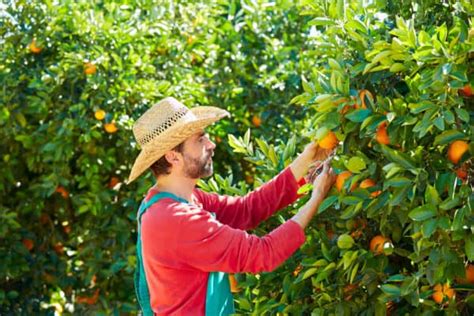 11 Fast-Growing Fruit Trees for a Quick Harvest