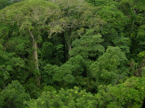 Noticias De Historia Natural PequeÑas Muestras De Hojas De Árboles