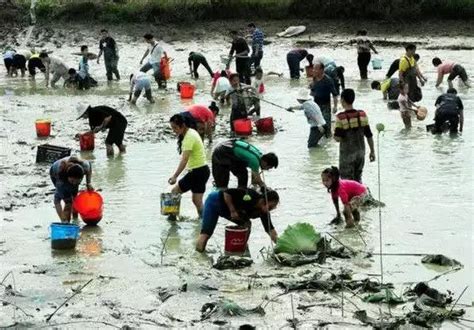 農村的魚塘被抽乾，抓魚場面甚是熱鬧 每日頭條