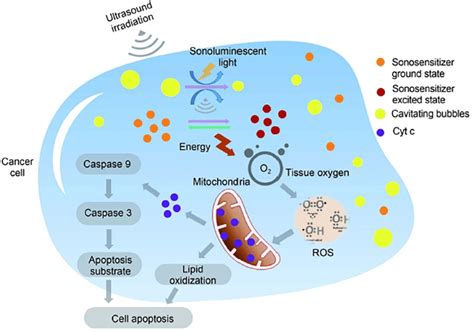 Scheme Of The Various Cell Toxicity Mechanisms Induced By Sdt The