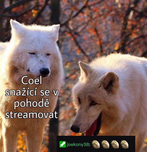 Každý stream r Hentai Knights