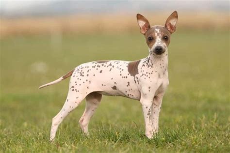 American Hairless Terrier