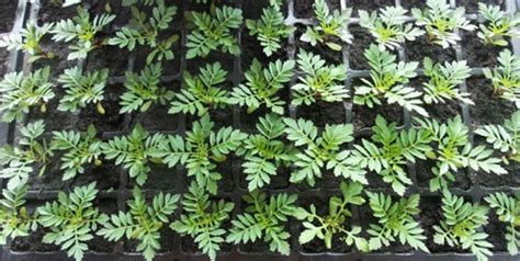 Бархатцы – посадка и уход, выращивание из семян и рассады