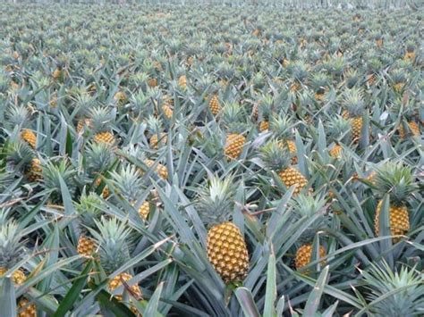 En aumento el precio de la piña en la Cuenca del Papaloapan en Oaxaca