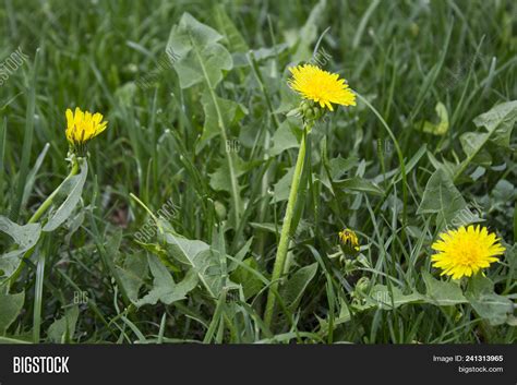 Flower Garden Sunny Image & Photo (Free Trial) | Bigstock