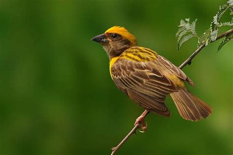 Baya Weaver Bird Breed Information And Pictures Amazing Pets For You