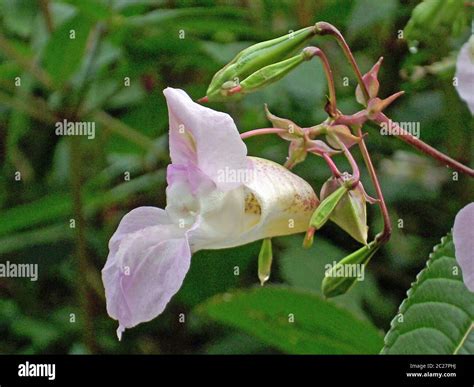 Single Flower Facing To The Left And Explosive Seed Pods Of The