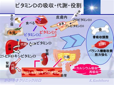 骨粗しょう症予防将来寝たきり状態にならないためにビタミンD役割と必要量 医者が教える病気のブログ