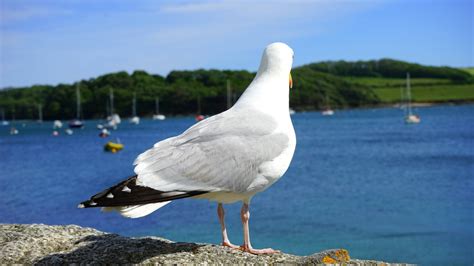 Free Images Beach Coast Water Nature Ocean Bird Wing Sky