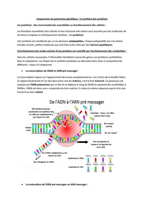 Calaméo Synthèse Des Protéines