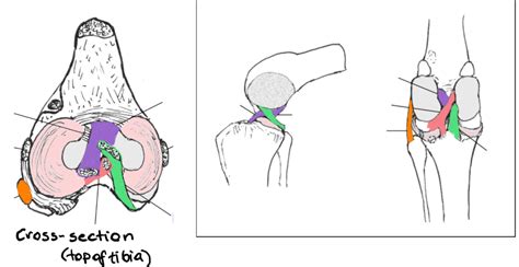 Stifle Joint Diagram | Quizlet