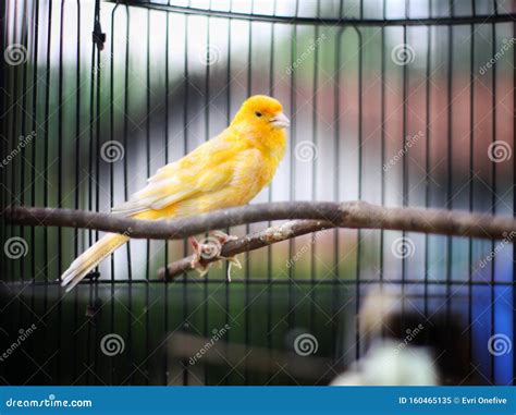 Yellow Canary Sitting on the Twig in the Cage Stock Image - Image of ...