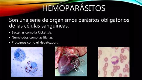 Hemoparásitos en mascotas PPT