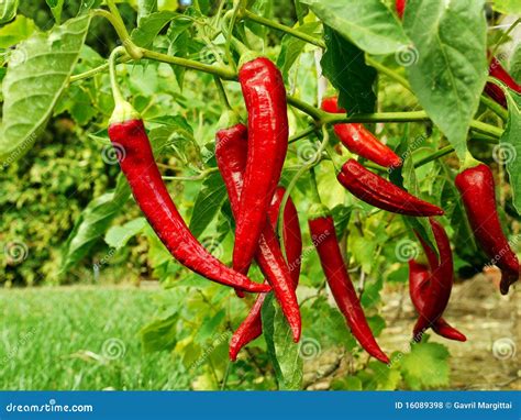 Red Pepper Growing In My Garden Royalty Free Stock Photos Image 16089398