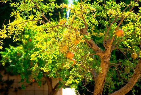 Pomegranate Tree stock photo. Image of green, pomegranate - 21398544