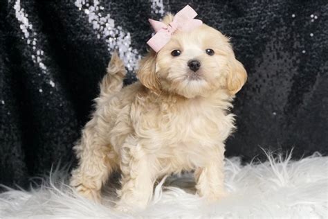 Lacey Malti Poo Puppy 5B8672 Pawrade