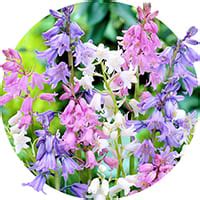 Гиацинтоидес - купить луковицы в Украине недорого почтой | FLORIUM.UA