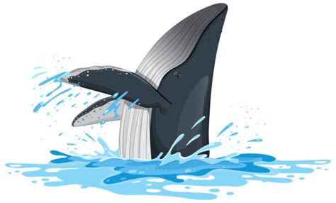cartoon   whale jumping   water stock  pictures