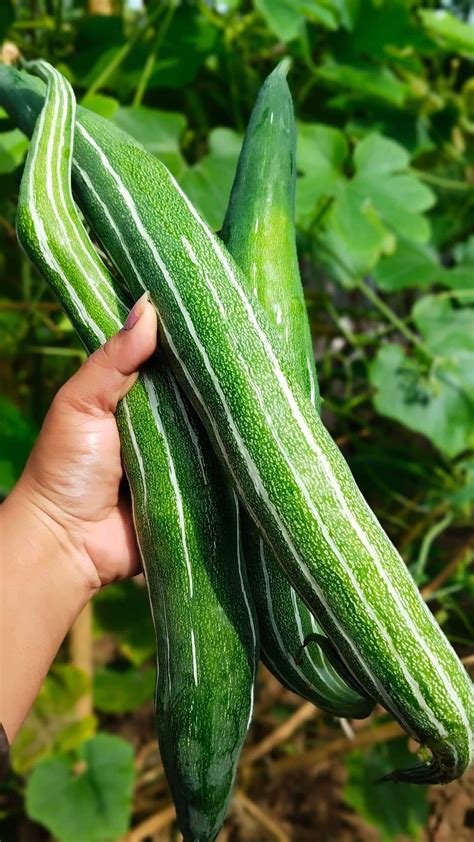 Snake Gourd Chichinga 10 Seeds Packet Seeds Mate