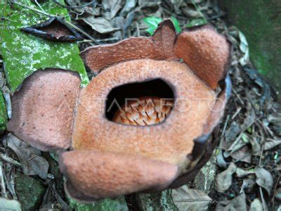 Bunga Langka Rafflesia Patma Mekar Antara Foto