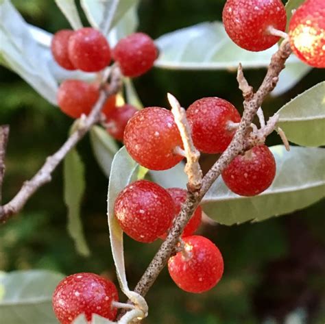 Wild Edible Autumn Olive Seashore To Forest Floor