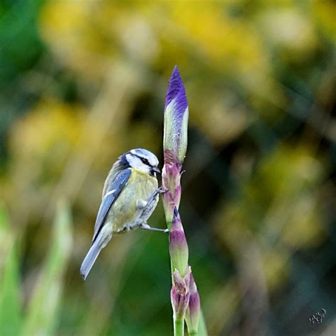 Quelques Secondes Sur Mon Iris Photo Et Image Animaux