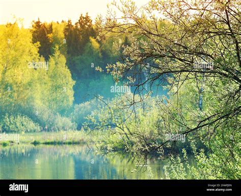 Right Aligned Tree On River Bank Landscape Backdrop Stock Photo Alamy