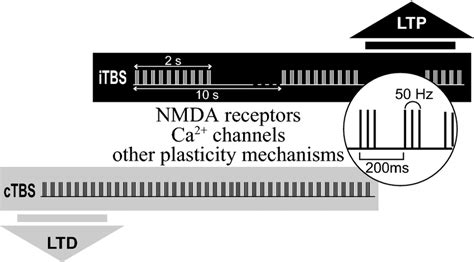 Theta Burst Stimulation Paradigm And Neurophysiological Effects Two