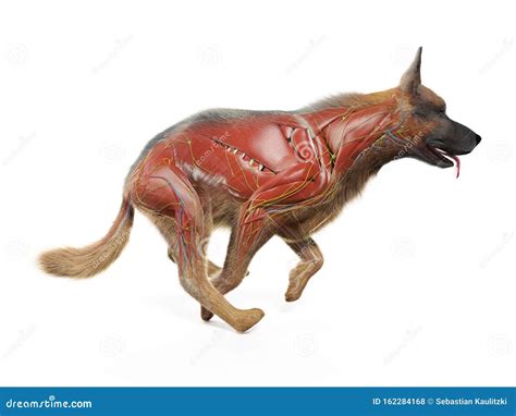 A dogs muscles stock illustration. Illustration of structure - 162284168