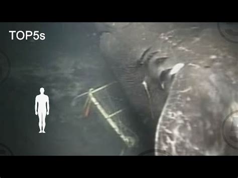 5 Most Mysterious & Unexplained Sea Creatures - luci