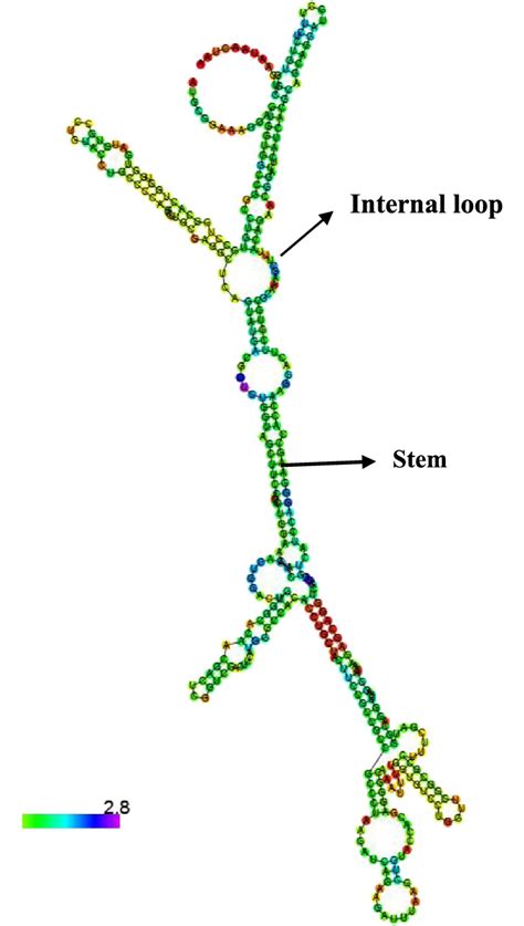 Mrna Structure Of Pp Alf Showing Stem Loop Structure The Mrna