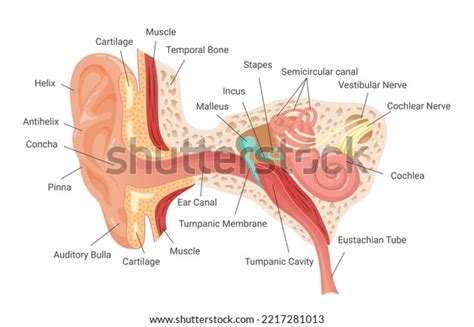 Anatomy Human Ear Infographic Scheme Vector Stock Vector (Royalty Free ...