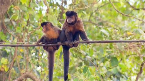 Aumento Dos Casos Da Var Ola Dos Macacos Provoca Onda De Ataques A