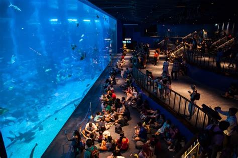 Best Aquariums In The World To Visit In Tourscanner