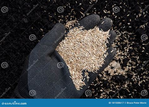 Tall Fescue Grass Seed In Soil Royalty-Free Stock Photo | CartoonDealer ...