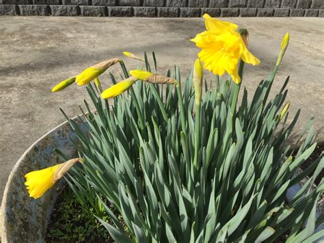 Daffodils and jonquils | Tasmanian Discoveries