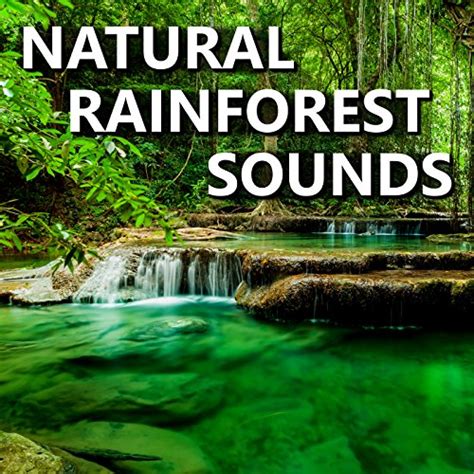 Amazon.com: Natural Rainforest Sounds : Natural Rainforest Sounds ...