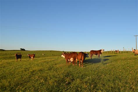 Red Angus Fazenda Basso E Pancotte Gen Tica De Resultado