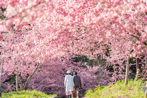 2023中部賞櫻景點推薦！6大祕境滿開中：福壽山農場、青山坪咖啡農場、望高茶園食尚玩家