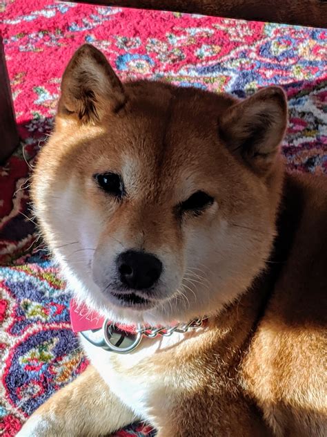 Adopted Lola 9yr Old Red Female Shiba Inu Shiba Inu Rescue Of Florida