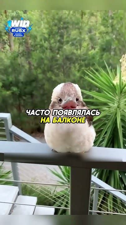 Человек вытащил птицу из забора ️ #животные #animals - YouTube