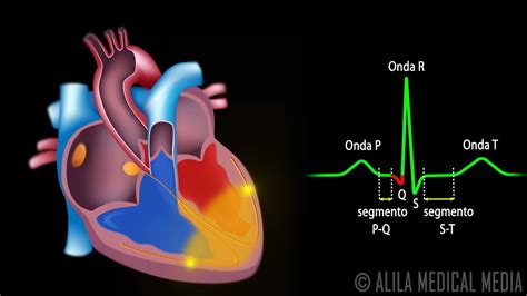 El Sistema De Conducción Cardíaca Y La Relación Con Ecg Animación