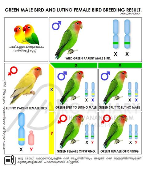 Basic Genetic Science Of African Love Bird African Love African