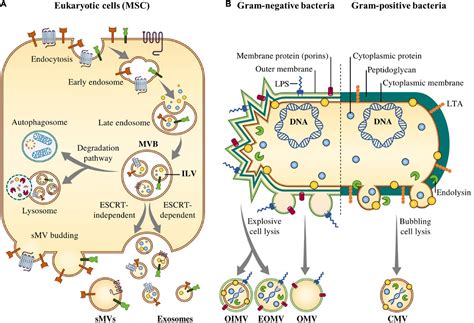 Frontiers Application Of Stem Cell Derived Extracellular Vesicles As