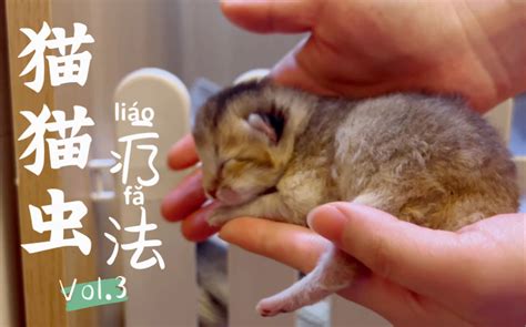 【猫猫虫疗法】day 3 喝完neinei的猫猫虫，肚皮鼓鼓哔哩哔哩bilibili