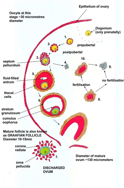 Gametogenesis Fertilisation And The Blastocyst Diagram Quizlet