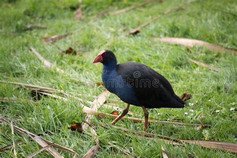 Pukeko Bird Stock Image Image Of Bird Cute Swamphen 36128971