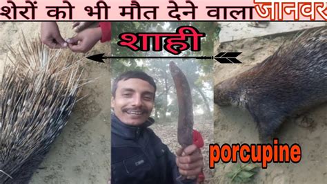 porcupine shahi janwar video खत क शह जनवर खतरनक कय आप